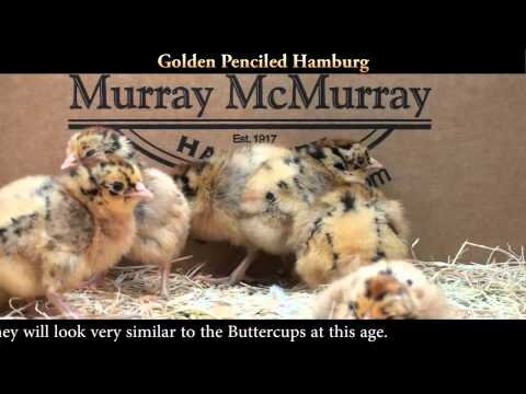 Golden Penciled Hamburg Chicks