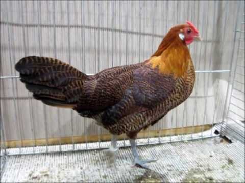 Golden penciled hen and rooster