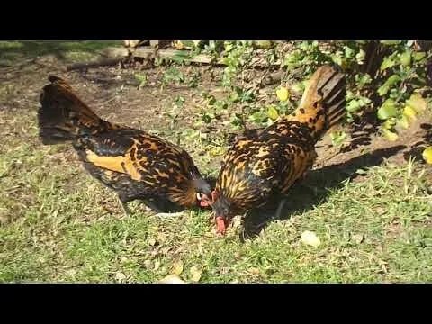 Golden Spangled Hamburg Hens