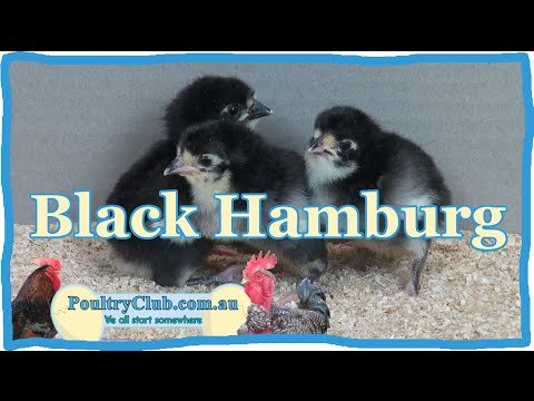 Day Old Black Hamburg Chicks - PoultryClub.com.au