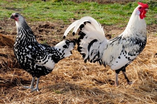 Silver-Spangled-Hamburg-Chickens.jpg