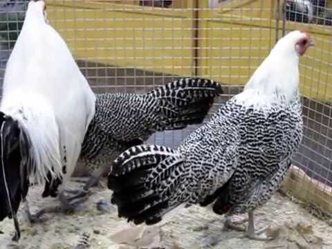 Silver Penciled rooster and hens