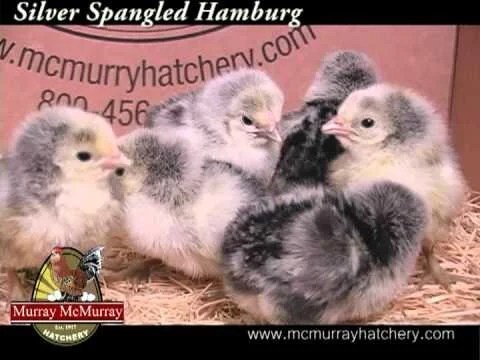 Silver Spangled Hamburg Murray McMurray Hatchery