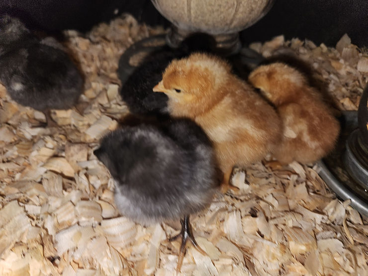 Make Money from Chickens: Baby Chicks for Sale