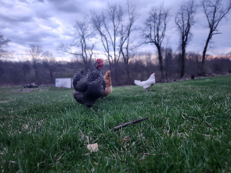 Breeding Heritage Chickens: Why Not to Rely on Chicken&nbsp;Hatcheries