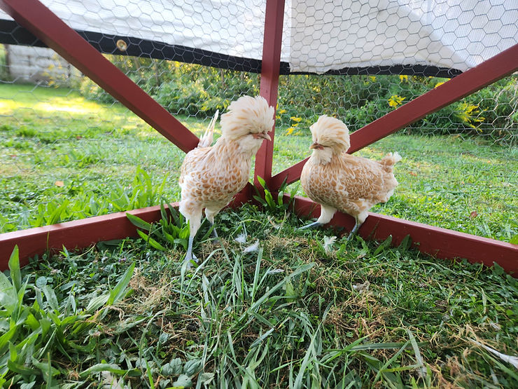 Afro Chickens: Buff Polish Chickens