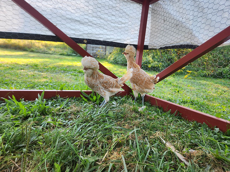Buff Polish Chickens in a chicken tractor