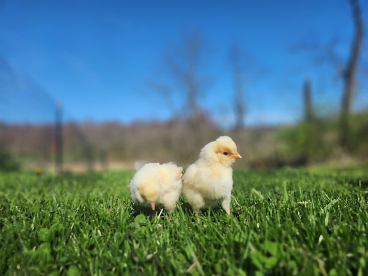 Buff polish chicks