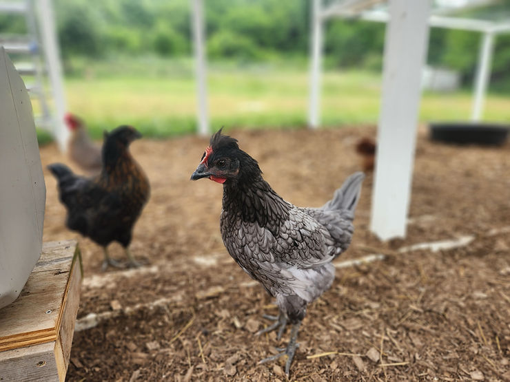 Raising Chickens