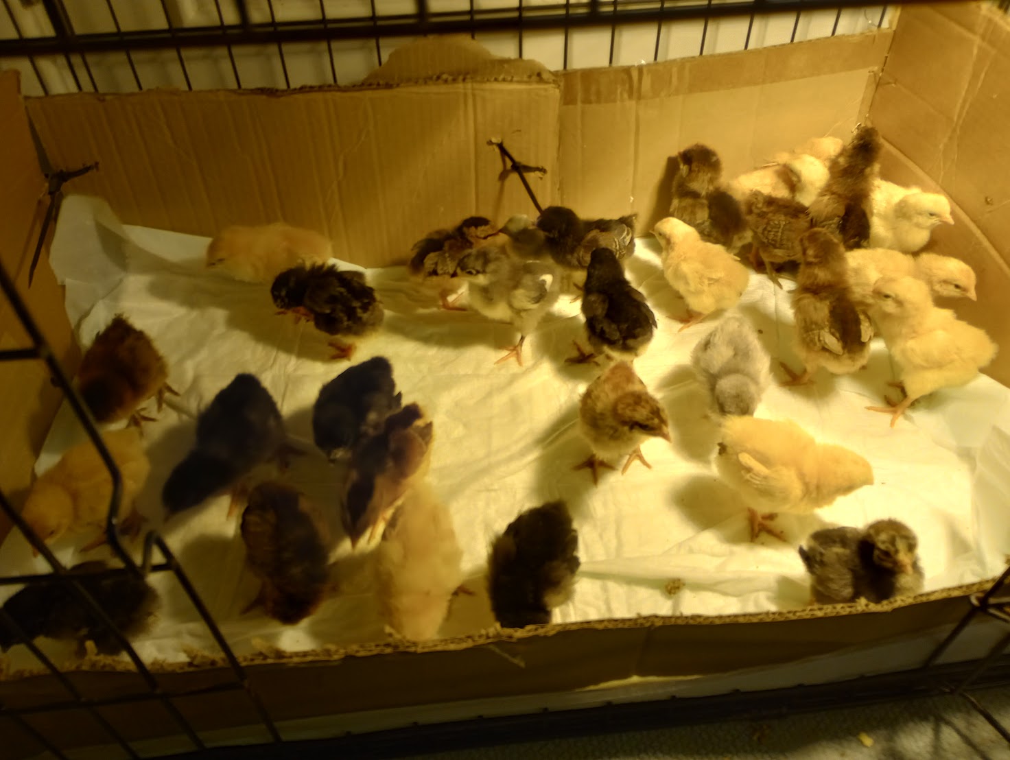 Baby Chickens for Sale (Oct.&nbsp;2024)