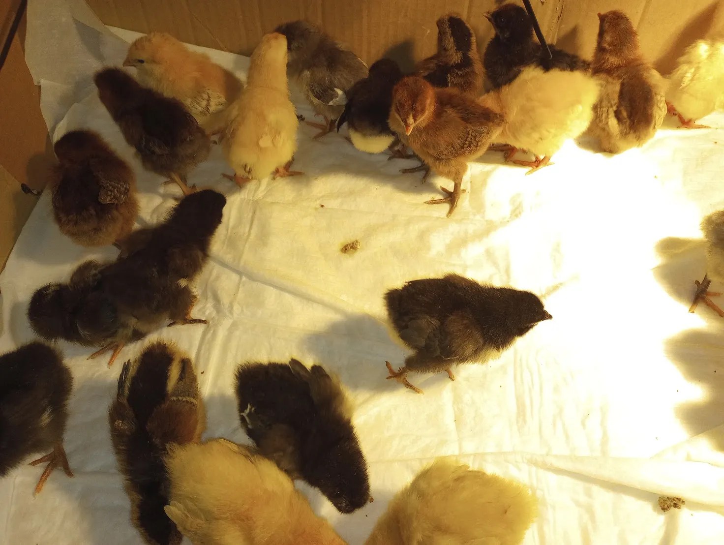 Baby Chicks are&nbsp;here