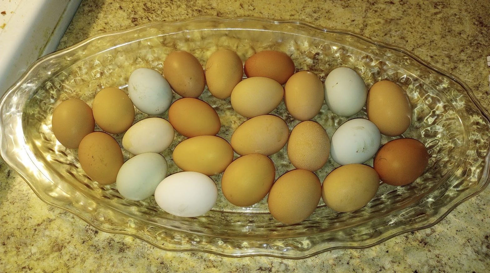 Raising Homegrown Chickens Could Save Your&nbsp;Life