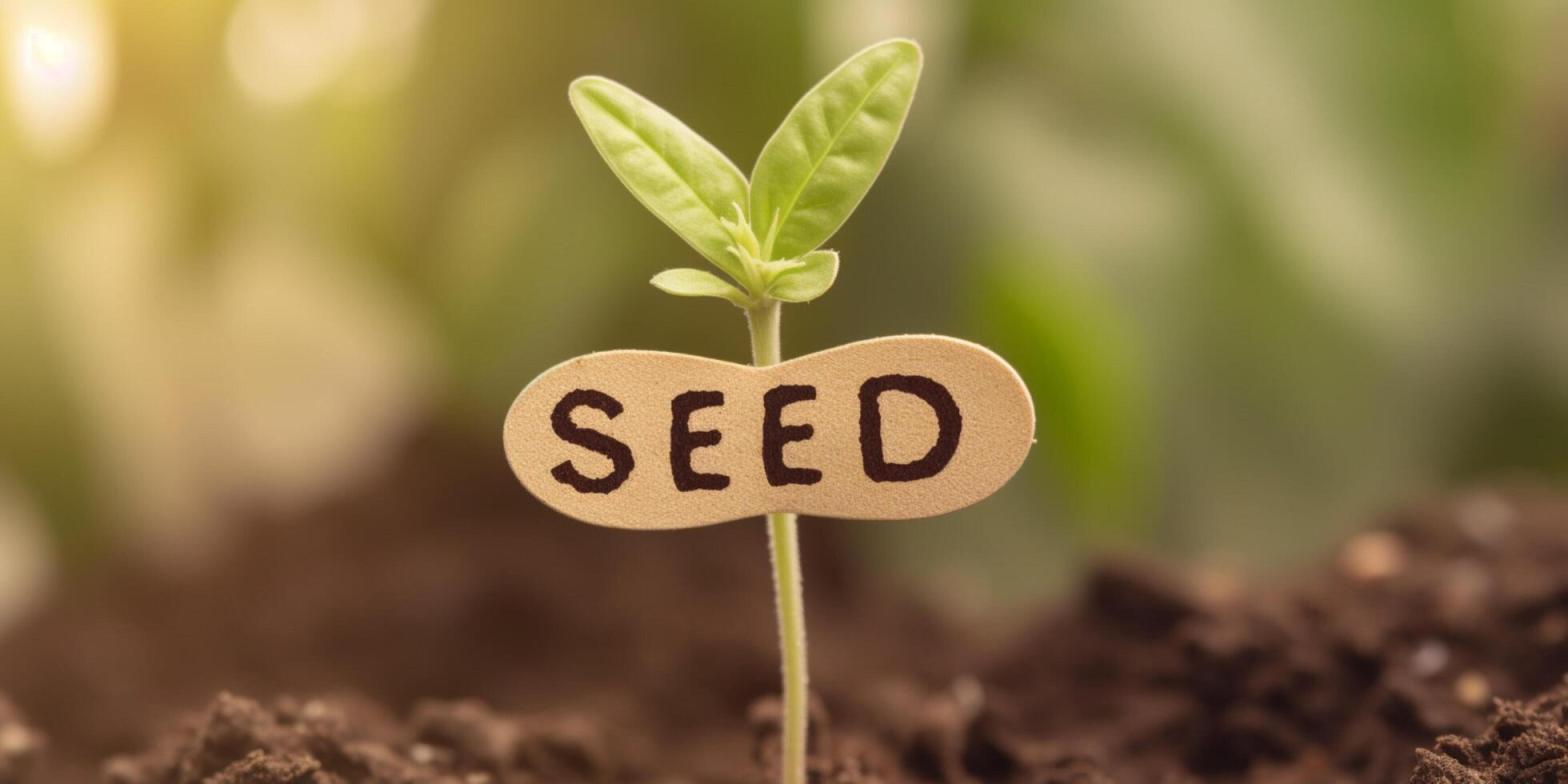 Seeds 2025