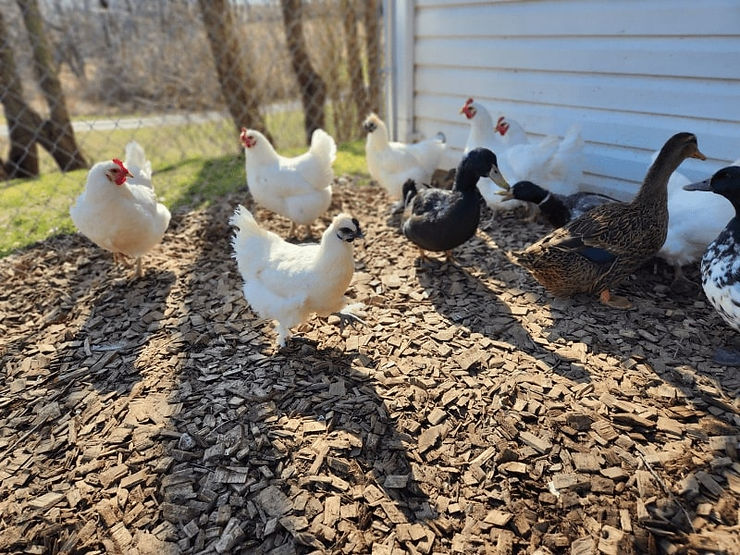 Silkie Hen with ducks and Jersey Giants