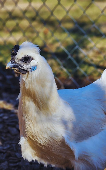 Broad Side White Silkie Chicken