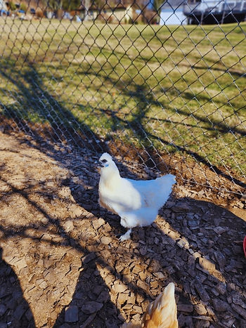 White Silkie Chicken Broad Side