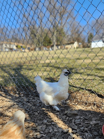 White Silkie Chicken Broad Side