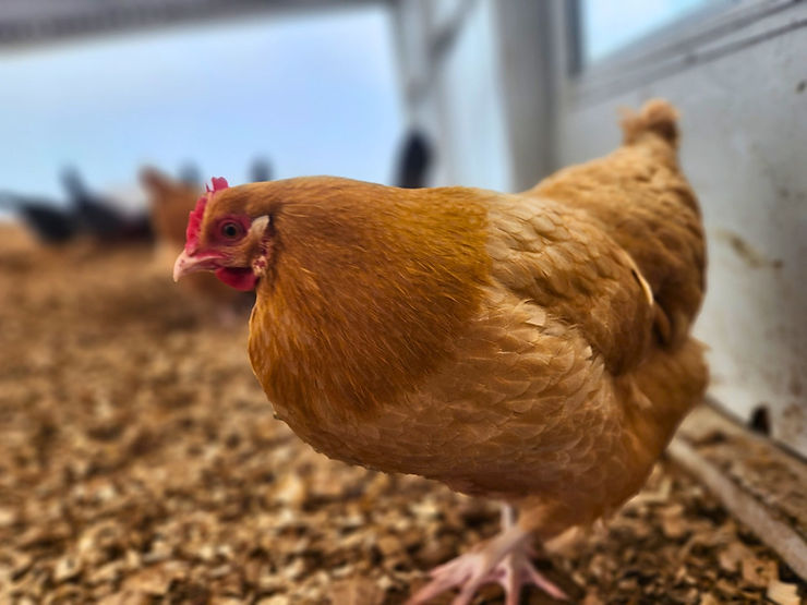 Buff Orpington Chicken Broadside