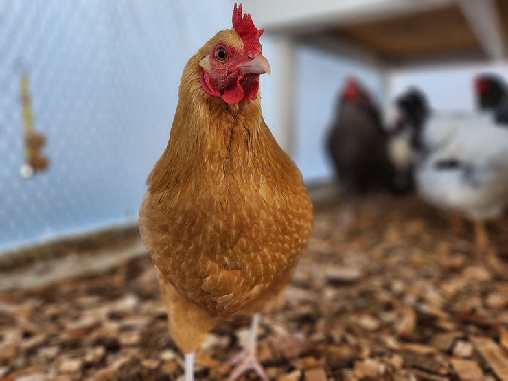 Buff Orpington Chicken Staring at the camera