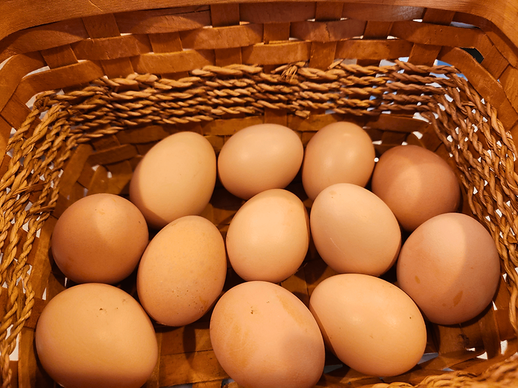 Barred Rock Chicken Eggs: Basket of Brown Eggs