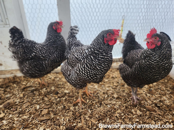 Maran Chicken  in the middle with a Barred Rock hen on each side