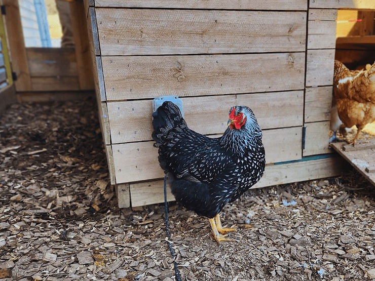 Silver Laced Wyandotte Hen staring off to the left