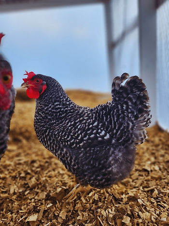 Broad Size Plymouth Barred Rock Hen with a Silly Chicken staring at the camera on the left side