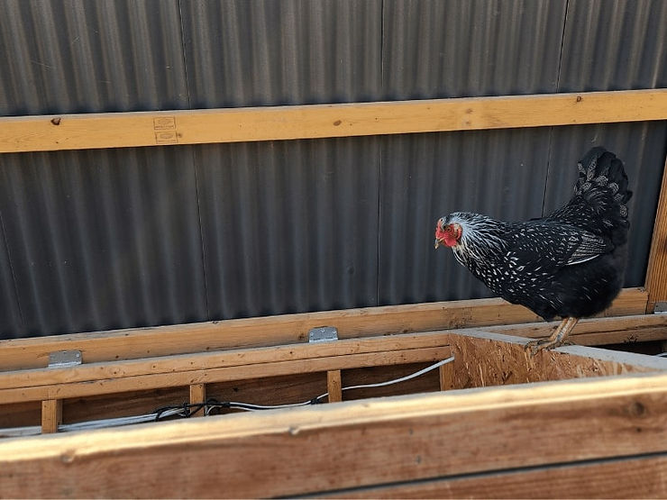 Black and white Silver Laced Wyandotte Chicken on top of the coop