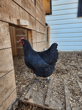 Broad Side Black Sex Link Hen