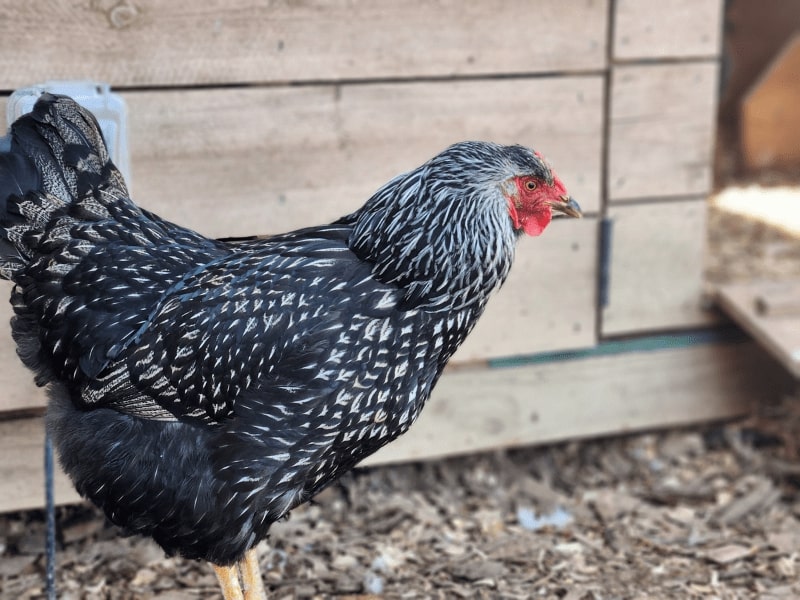 Silver Laced Wyandotte Chicken&nbsp;Breed