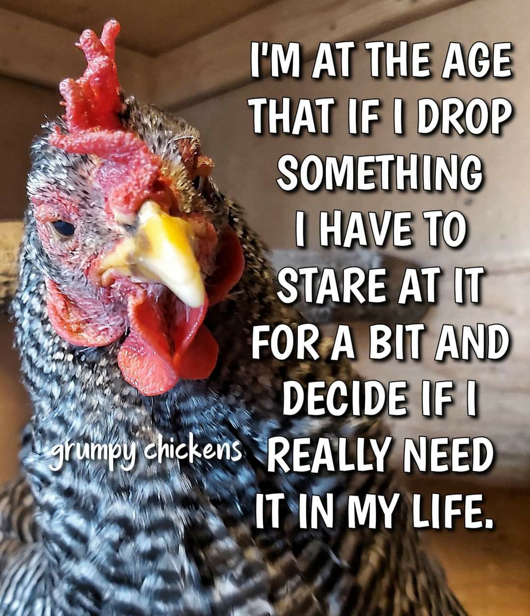 Build a Homemade Egg&nbsp;Incubator