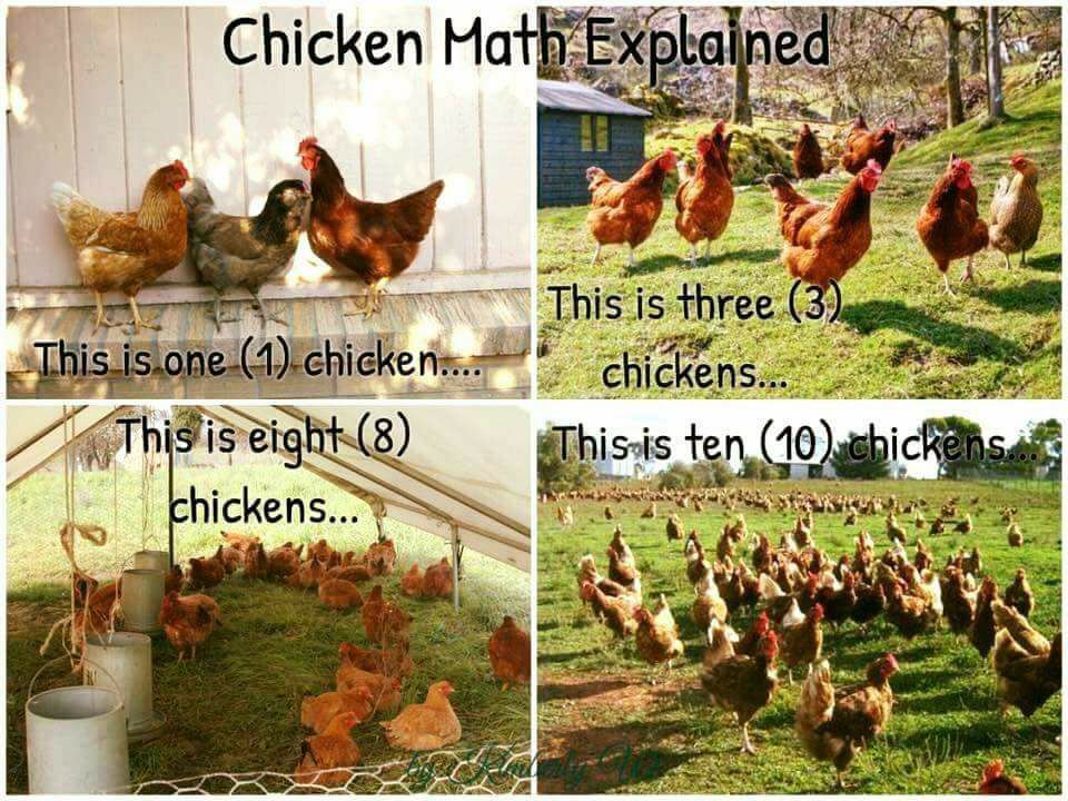 The Best Feed For Poultry: 50 years of Experiments Part&nbsp;I